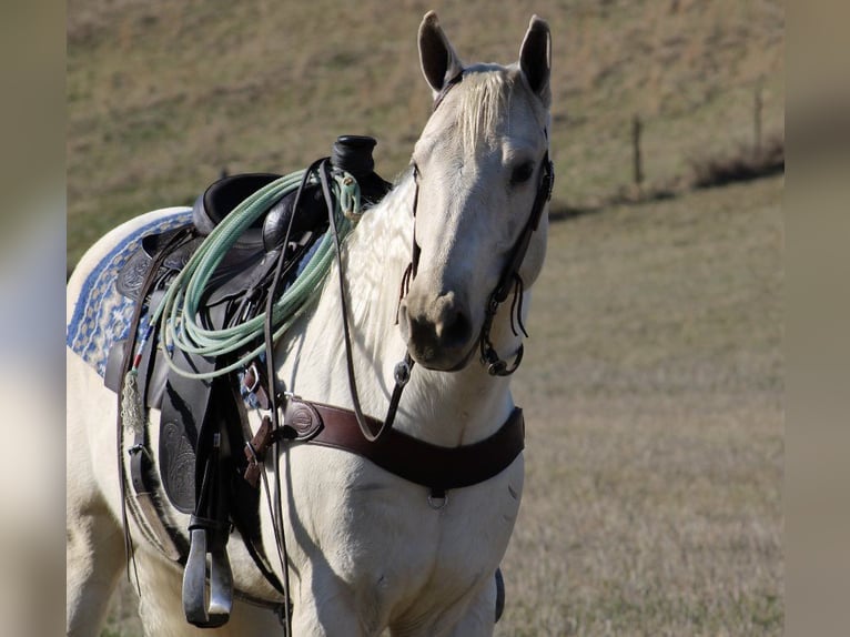 American Quarter Horse Castrone 6 Anni 155 cm Palomino in Tompkinsville Ky