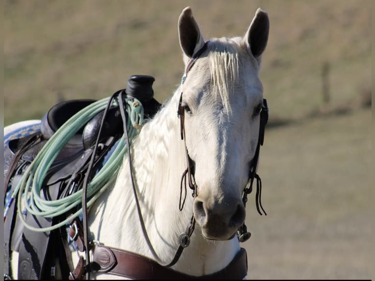 American Quarter Horse Castrone 6 Anni 155 cm Palomino in Tompkinsville Ky