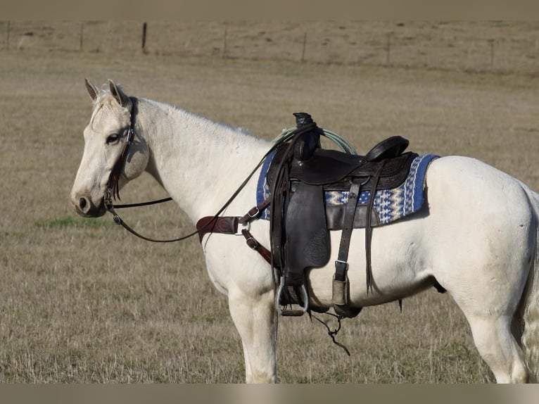 American Quarter Horse Castrone 6 Anni 155 cm Palomino in Tompkinsville Ky