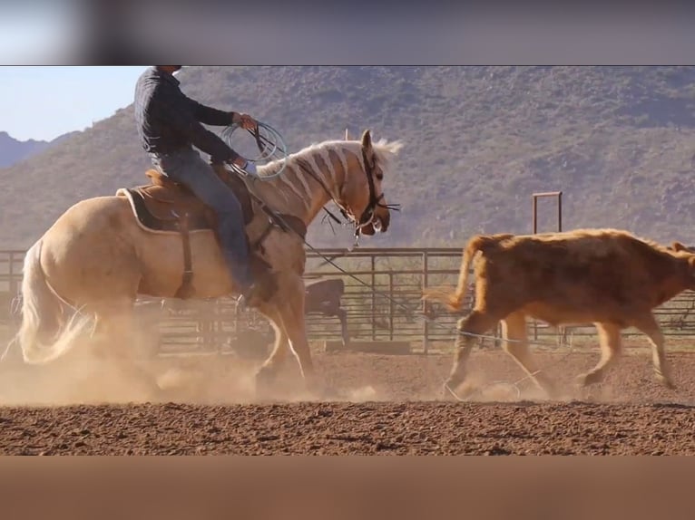 American Quarter Horse Castrone 6 Anni 155 cm Palomino in Wickenburg