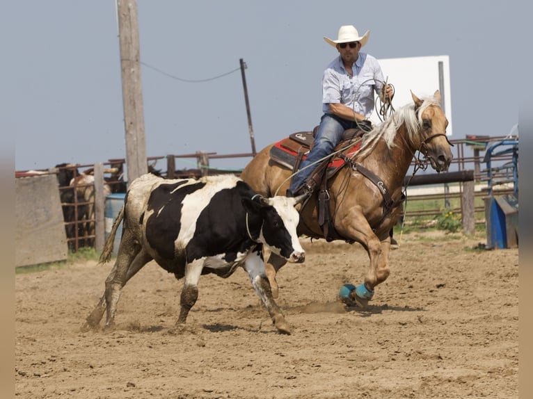 American Quarter Horse Castrone 6 Anni 155 cm Palomino in Bernard, IA