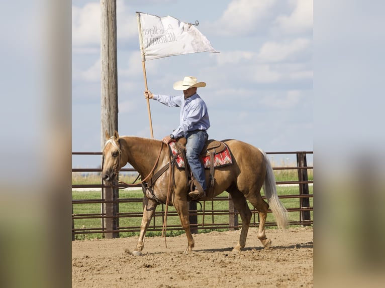 American Quarter Horse Castrone 6 Anni 155 cm Palomino in Bernard, IA