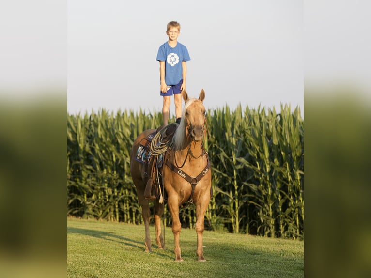 American Quarter Horse Castrone 6 Anni 155 cm Palomino in Bernard, IA