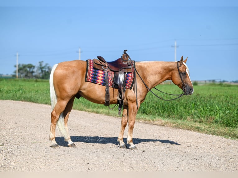 American Quarter Horse Castrone 6 Anni 155 cm Palomino in Canistota, SD