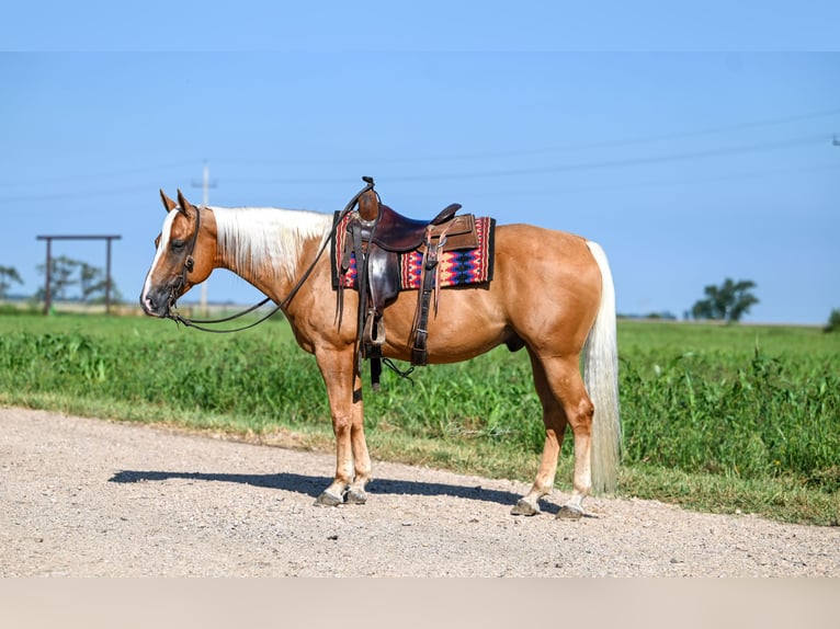 American Quarter Horse Castrone 6 Anni 155 cm Palomino in Canistota, SD