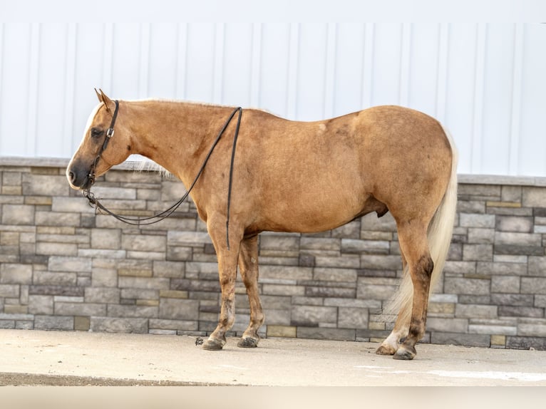 American Quarter Horse Castrone 6 Anni 155 cm Palomino in Holland, IA