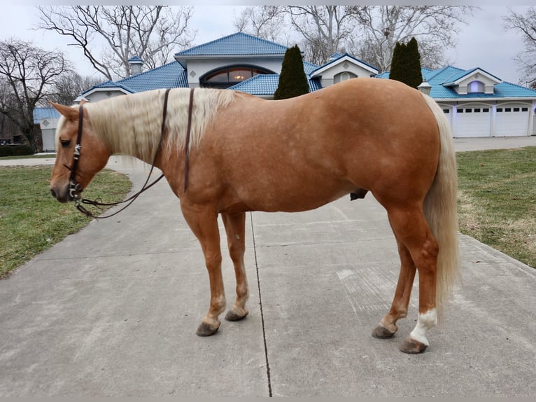 American Quarter Horse Castrone 6 Anni 155 cm Palomino in Lebanon