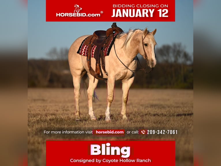 American Quarter Horse Castrone 6 Anni 155 cm Palomino in Mount Vernon