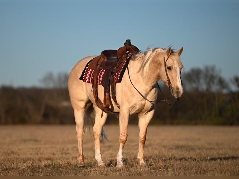 American Quarter Horse Castrone 6 Anni 155 cm Palomino in Mount Vernon
