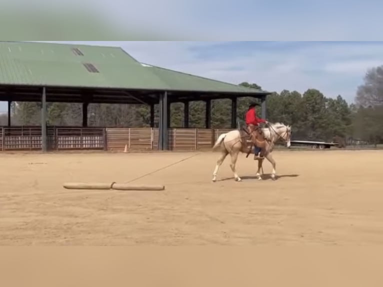 American Quarter Horse Castrone 6 Anni 155 cm Palomino in Ponder, TX