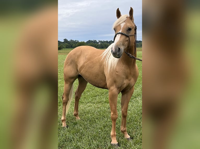 American Quarter Horse Castrone 6 Anni 155 cm Palomino in Trenton
