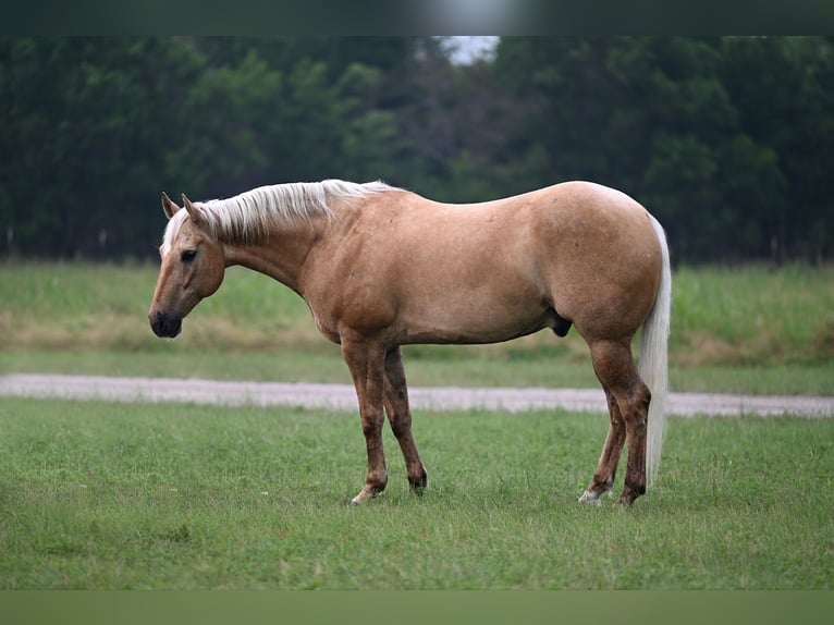 American Quarter Horse Castrone 6 Anni 155 cm Palomino in Waco