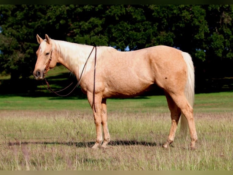 American Quarter Horse Castrone 6 Anni 155 cm Palomino in Stephenville