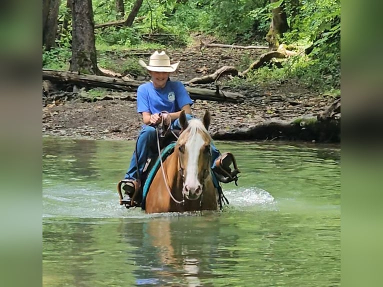 American Quarter Horse Castrone 6 Anni 155 cm Palomino in Robards, KY