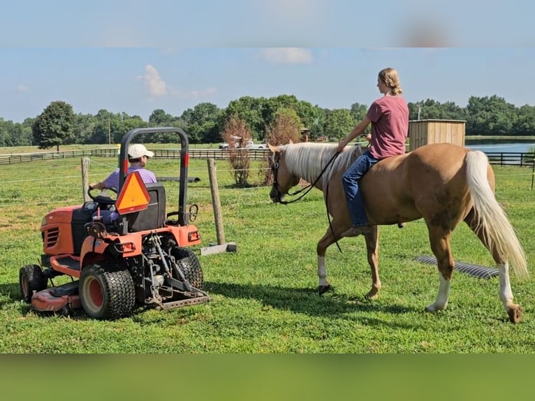 American Quarter Horse Castrone 6 Anni 155 cm Palomino in Robards, KY