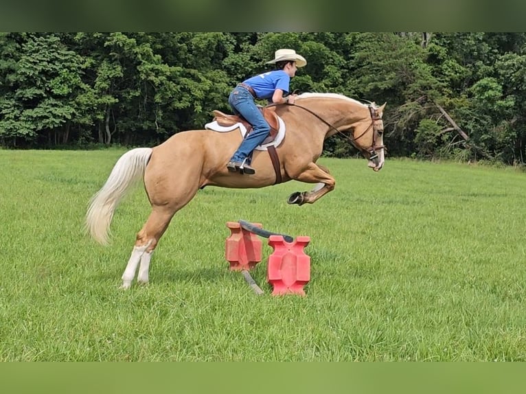 American Quarter Horse Castrone 6 Anni 155 cm Palomino in Robards, KY