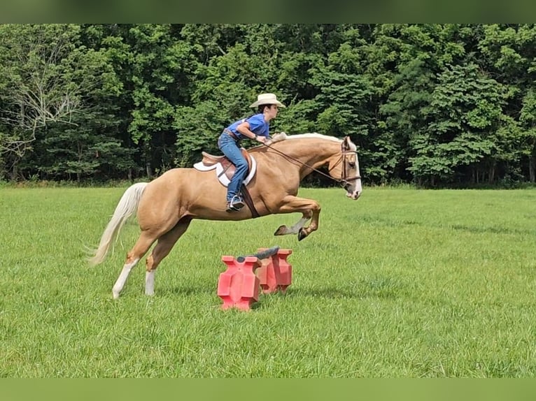 American Quarter Horse Castrone 6 Anni 155 cm Palomino in Robards, KY