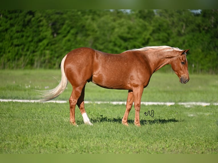 American Quarter Horse Castrone 6 Anni 155 cm Palomino in Kaufman