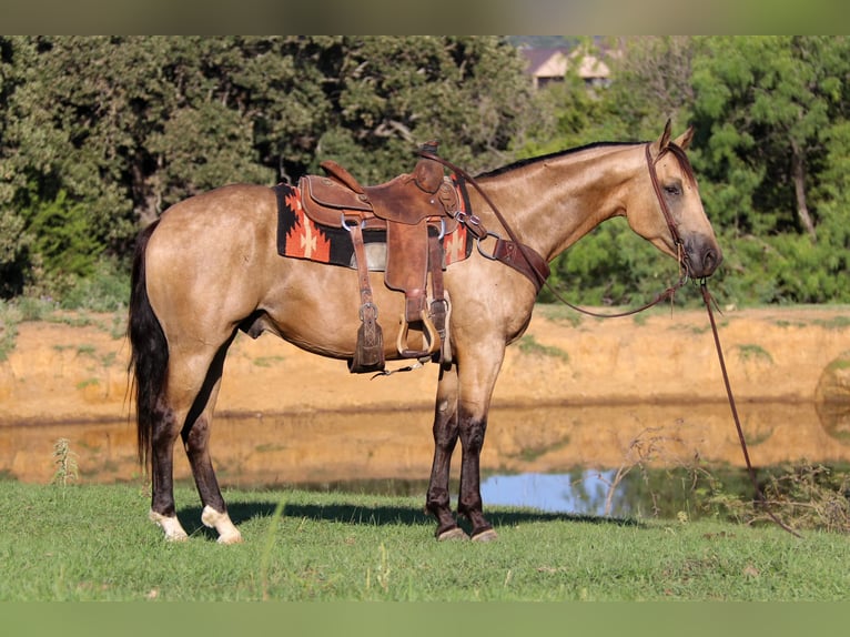 American Quarter Horse Castrone 6 Anni 155 cm Pelle di daino in Cleburne, TX