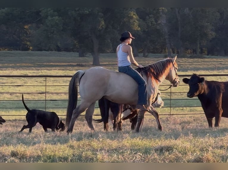 American Quarter Horse Castrone 6 Anni 155 cm Pelle di daino in Weatherford, TX