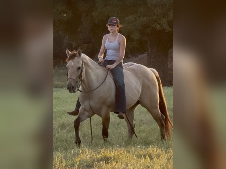 American Quarter Horse Castrone 6 Anni 155 cm Pelle di daino in Weatherford, TX