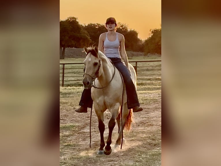 American Quarter Horse Castrone 6 Anni 155 cm Pelle di daino in Weatherford, TX