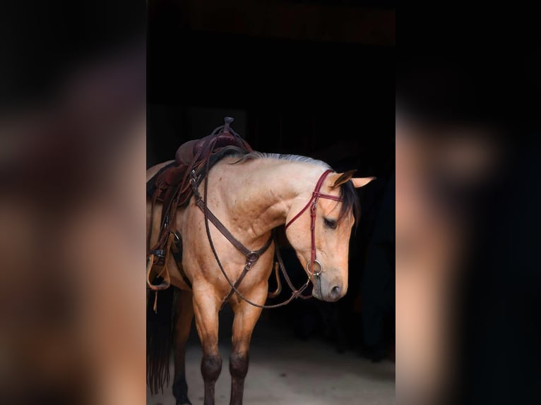 American Quarter Horse Castrone 6 Anni 155 cm Pelle di daino in Howell, MI