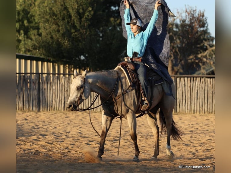 American Quarter Horse Castrone 6 Anni 155 cm Pelle di daino in Weatherford TX