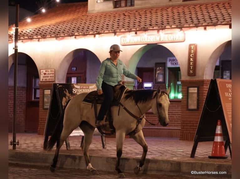 American Quarter Horse Castrone 6 Anni 155 cm Pelle di daino in Weatherford TX