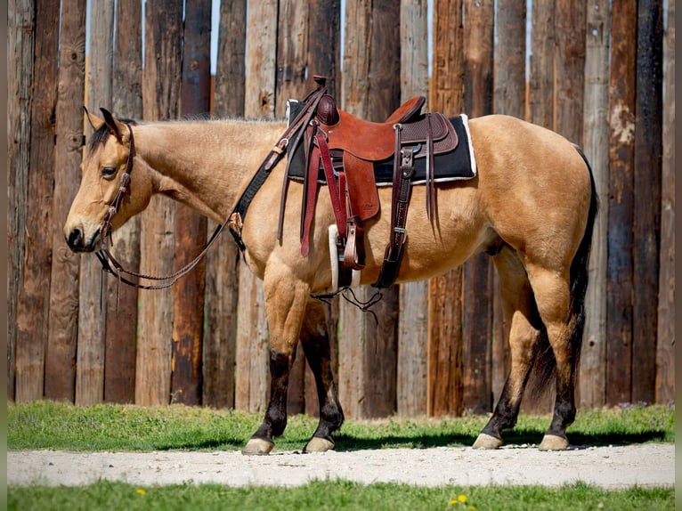 American Quarter Horse Castrone 6 Anni 155 cm Pelle di daino in Weatherford TX