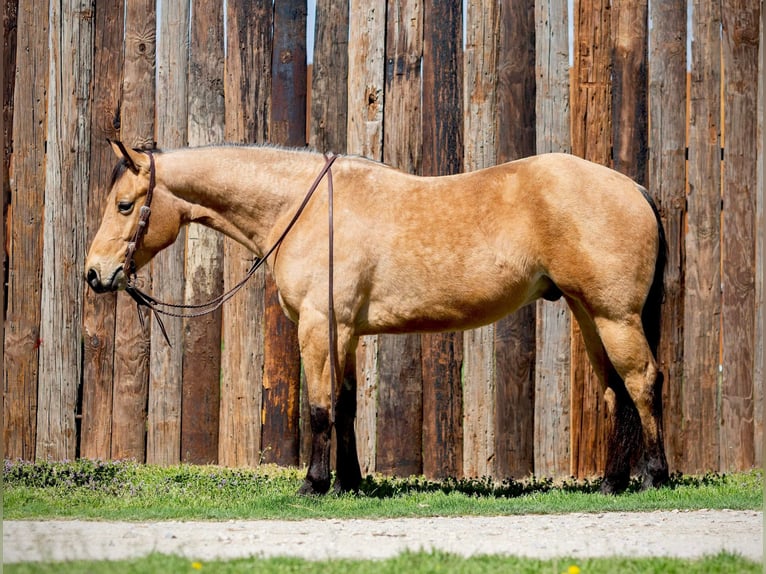 American Quarter Horse Castrone 6 Anni 155 cm Pelle di daino in Weatherford TX