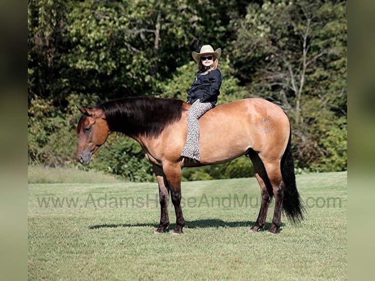 American Quarter Horse Castrone 6 Anni 155 cm Pelle di daino in Wickenburg, AZ
