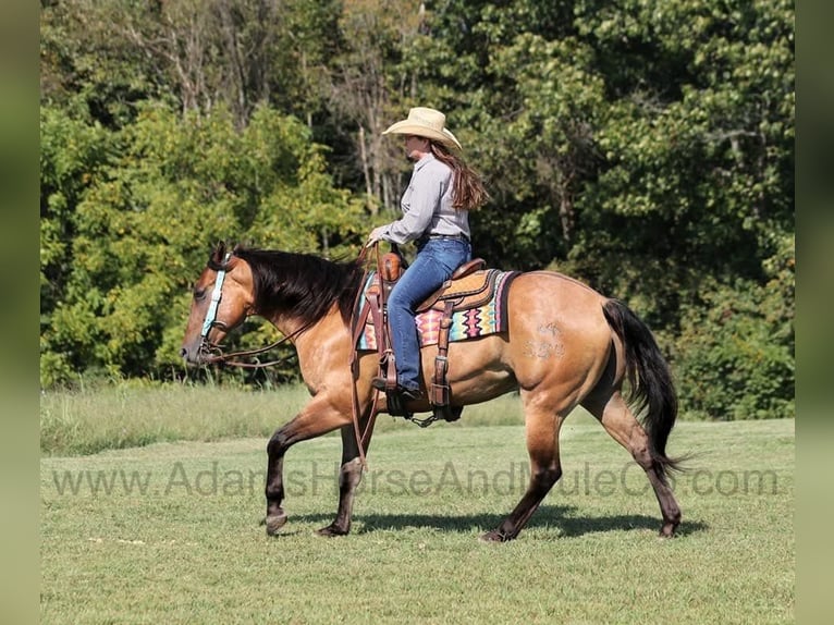American Quarter Horse Castrone 6 Anni 155 cm Pelle di daino in Wickenburg, AZ