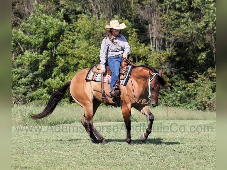 American Quarter Horse Castrone 6 Anni 155 cm Pelle di daino in Wickenburg, AZ