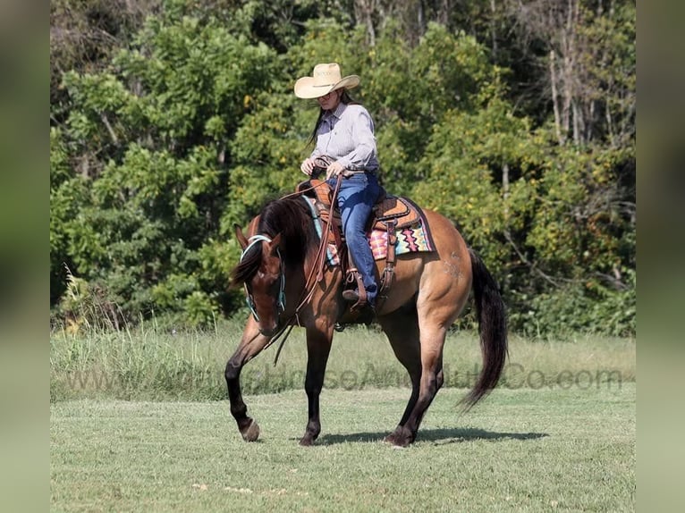 American Quarter Horse Castrone 6 Anni 155 cm Pelle di daino in Wickenburg, AZ