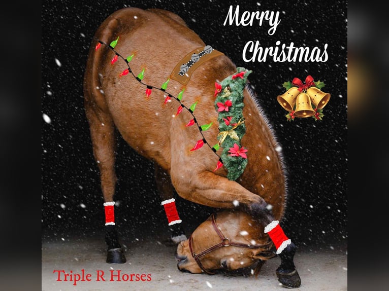 American Quarter Horse Castrone 6 Anni 155 cm Pelle di daino in New Holland