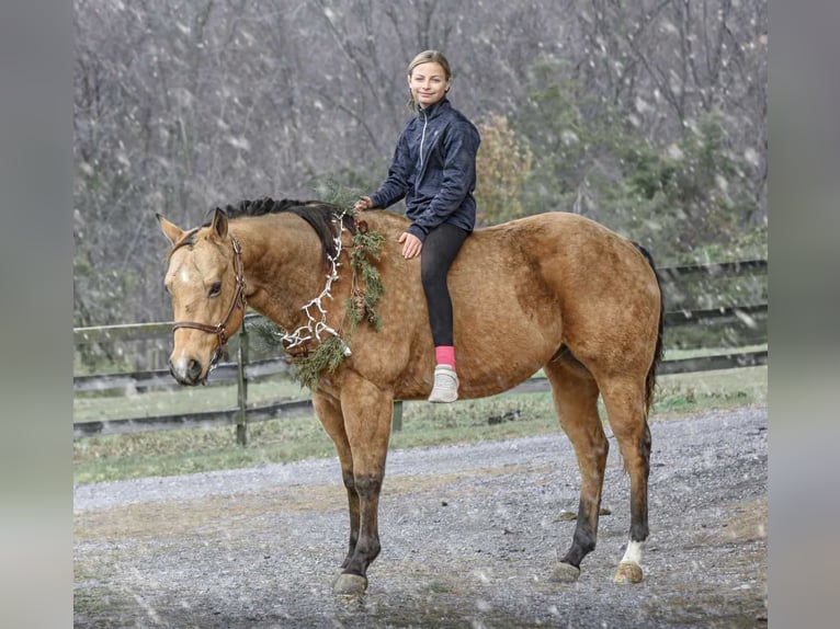 American Quarter Horse Castrone 6 Anni 155 cm Pelle di daino in New Holland