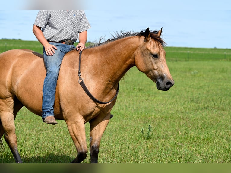 American Quarter Horse Castrone 6 Anni 155 cm Pelle di daino in Canistota, SD