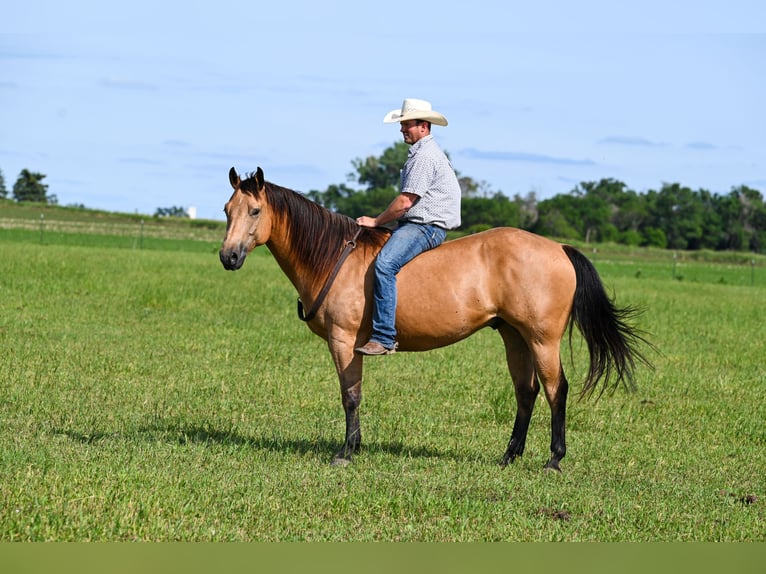 American Quarter Horse Castrone 6 Anni 155 cm Pelle di daino in Canistota, SD