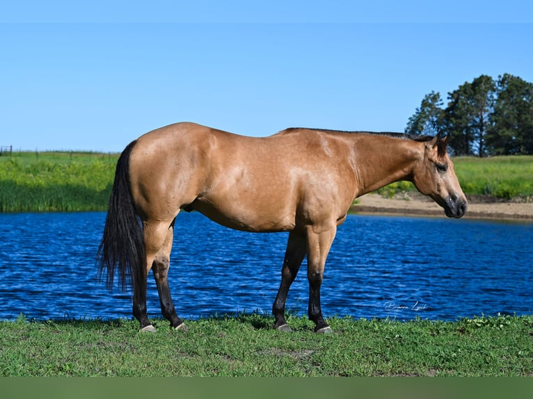 American Quarter Horse Castrone 6 Anni 155 cm Pelle di daino in Canistota, SD