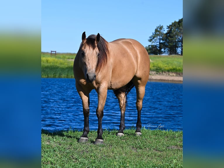 American Quarter Horse Castrone 6 Anni 155 cm Pelle di daino in Canistota, SD