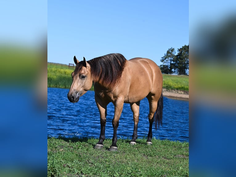 American Quarter Horse Castrone 6 Anni 155 cm Pelle di daino in Canistota, SD