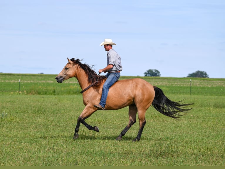 American Quarter Horse Castrone 6 Anni 155 cm Pelle di daino in Canistota, SD