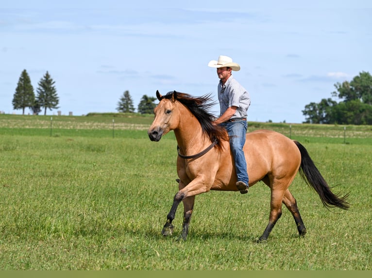 American Quarter Horse Castrone 6 Anni 155 cm Pelle di daino in Canistota, SD