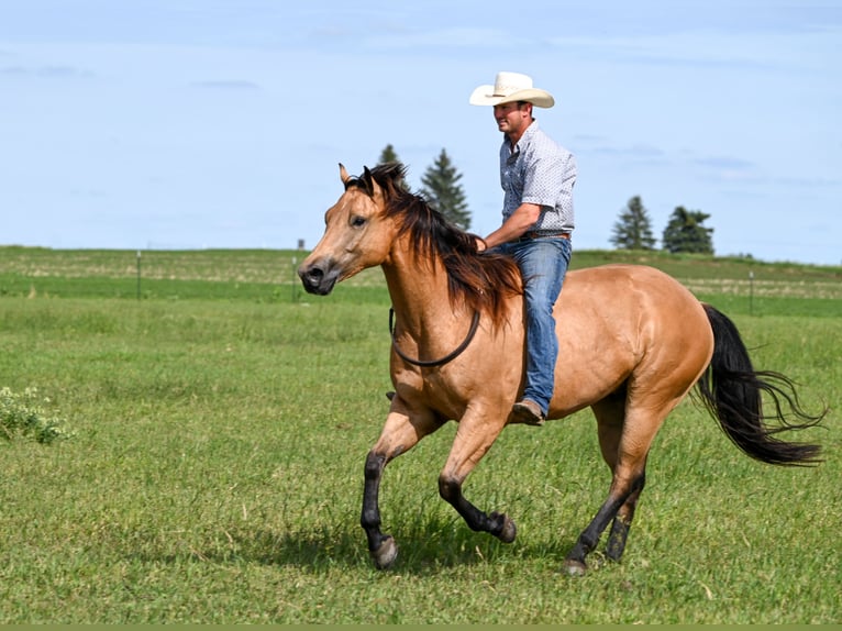 American Quarter Horse Castrone 6 Anni 155 cm Pelle di daino in Canistota, SD