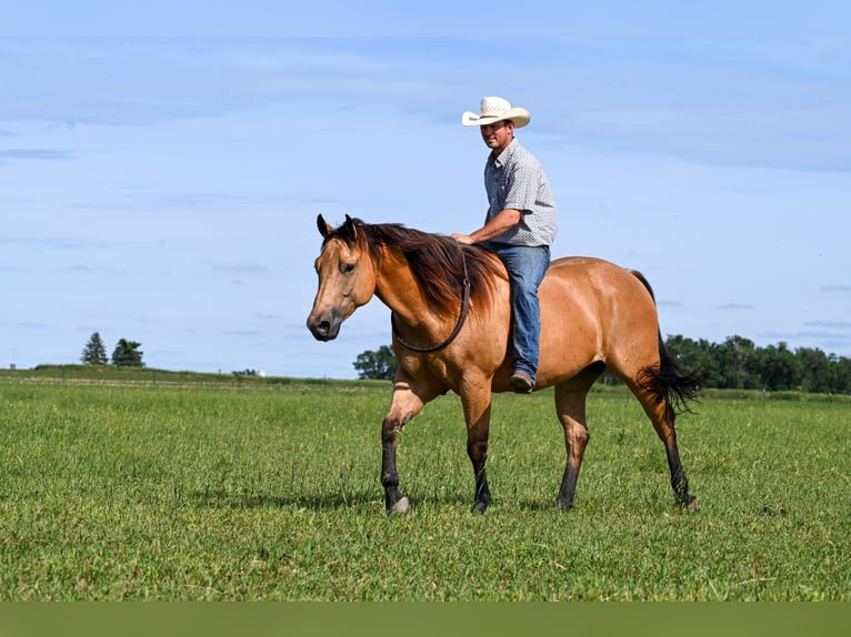 American Quarter Horse Castrone 6 Anni 155 cm Pelle di daino in Canistota, SD