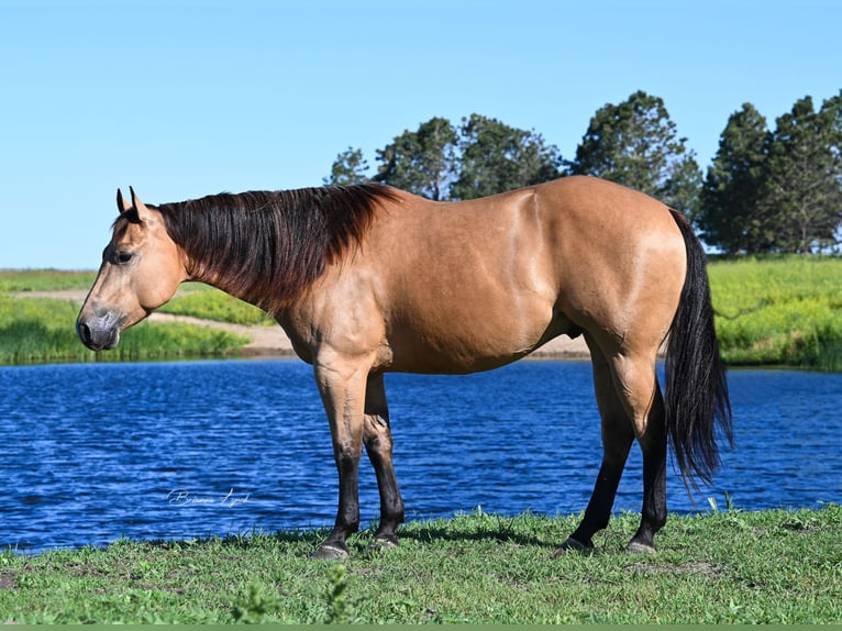 American Quarter Horse Castrone 6 Anni 155 cm Pelle di daino in Canistota, SD