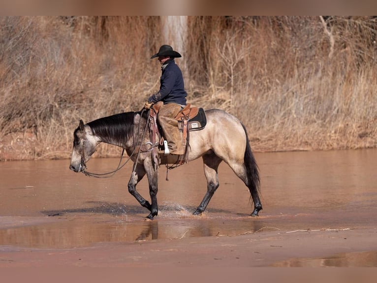 American Quarter Horse Castrone 6 Anni 155 cm Pelle di daino in Canyon, TX