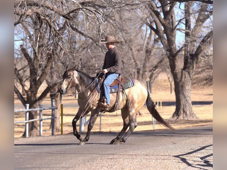 American Quarter Horse Castrone 6 Anni 155 cm Pelle di daino in Canyon, TX