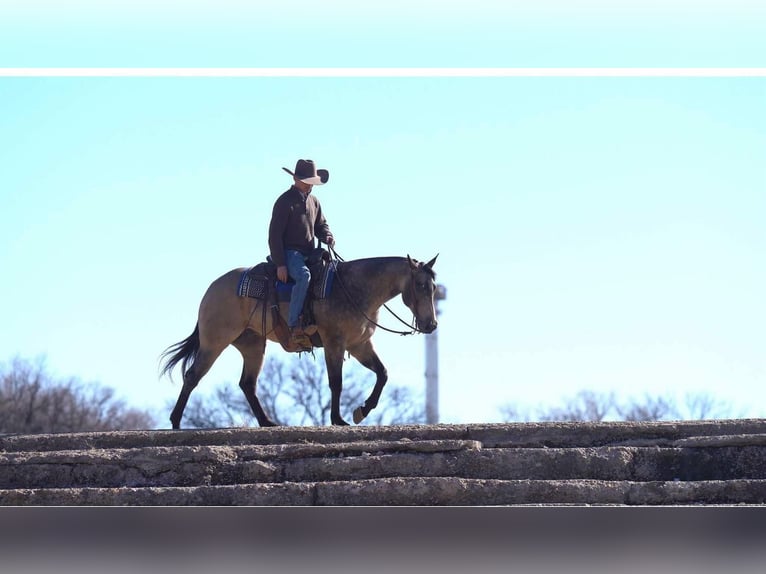 American Quarter Horse Castrone 6 Anni 155 cm Pelle di daino in Canyon, TX